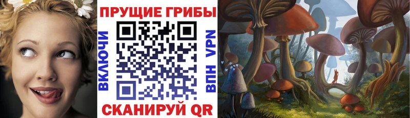 Псилоцибиновые грибы Cubensis  как найти наркотики  Таштагол 